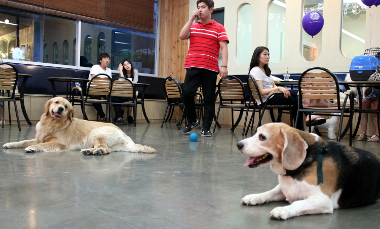 dog cafe.png