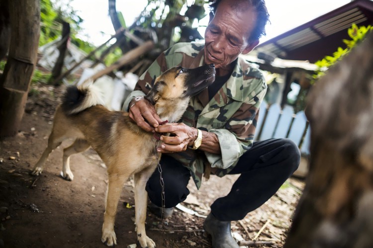 dog trade in thailand.jpg